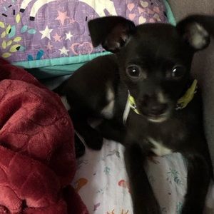 Meet your Posher, Mollie